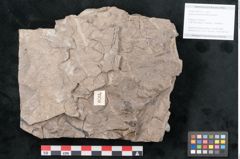 Foto (Objekt + Etikett) von Quercus naumanni Ettingshausen (NHMW-GEO-2024-0188-7970)